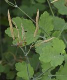 Chelidonium majus