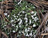 Cladonia foliacea