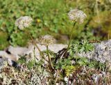 Pachypleurum alpinum. Цветущее растение. Республика Коми, нацпарк Югыд ва, перевал Зигзаг, лишайниково-моховая группировка на крупном камне. 19.08.2019.