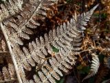 Athyrium filix-femina