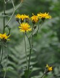 Crepis sibirica. Верхушка побега с соцветиями. Челябинская обл., Катав-Ивановский р-н, хребет Зигальга, ≈ 1100 м н.у.м., опушка смешанного леса. 20.07.2020.