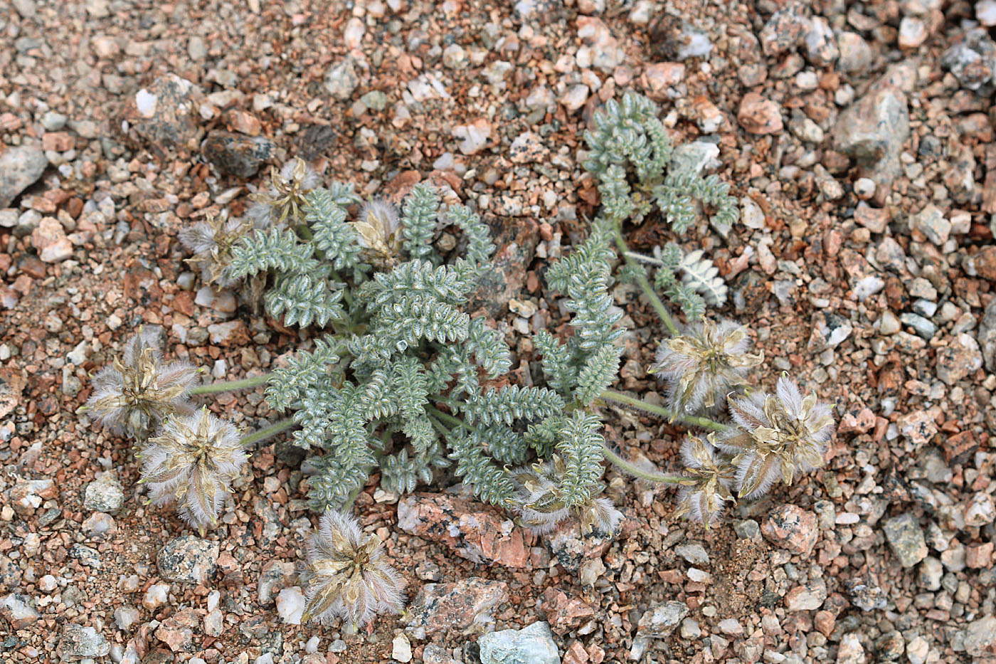 Изображение особи Oxytropis terekensis.