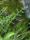 Achillea apiculata. Прикорневые листья. Хибины, западный склон массива Кукисвумчорр, ручьевая долина в горнотундровом поясе. 11.08.2010.