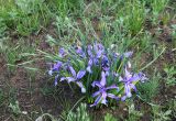 Iris ventricosa