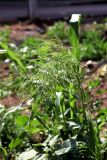 Panicum miliaceum