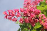 Aesculus &times; carnea