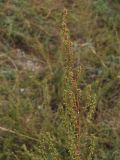 Artemisia arenaria