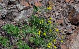 genus Potentilla