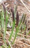 Carex cespitosa