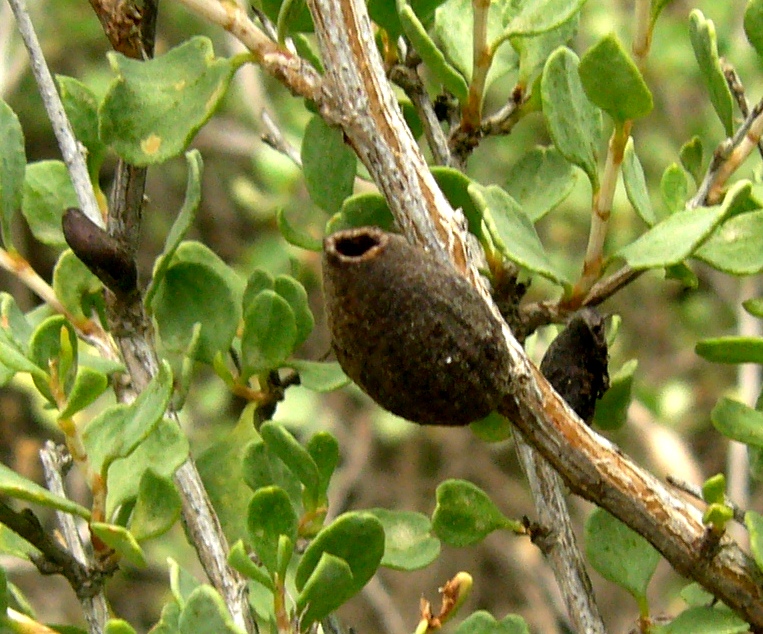 Изображение особи Atraphaxis replicata.