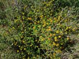 Cistus salviifolius