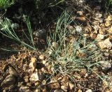 Rumia crithmifolia. Молодое растение на глинистом обнажении. Крым, гора Агармыш, южный склон. 13 июня 2012 г.