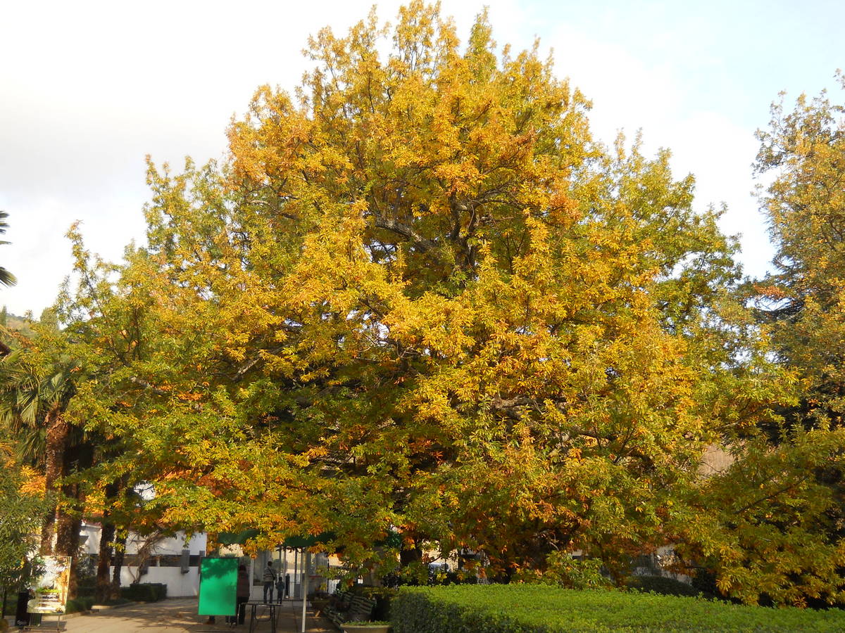 Изображение особи Quercus cerris.