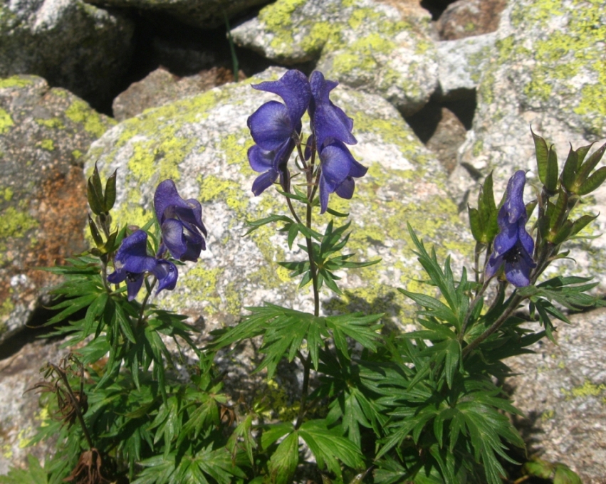 Изображение особи Aconitum nasutum.