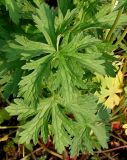 Geranium pratense