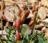 Astragalus tumninensis. Незрелые плоды. Хабаровский край, Ванинский р-н, хр. Большой Ян, гора Скала. 28.06.2013.