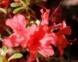 Rhododendron obtusum. Соцветие. Германия, г. Дюссельдорф, Ботанический сад университета. 04.05.2014.