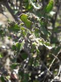 Cotoneaster integerrimus