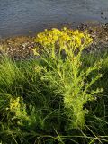 Senecio erucifolius