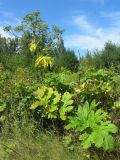 Heracleum sosnowskyi. Плодоносящее растение. Республика Беларусь, Минская обл, Минский р-н, недалеко от агрогородка \"Мачулищи\", брошенные дачные участки. 25.07.2015.