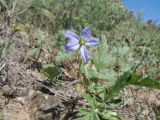 Erodium hoefftianum