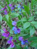 Lathyrus vernus