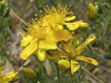 Hypericum veronense