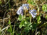 Corydalis pauciflora