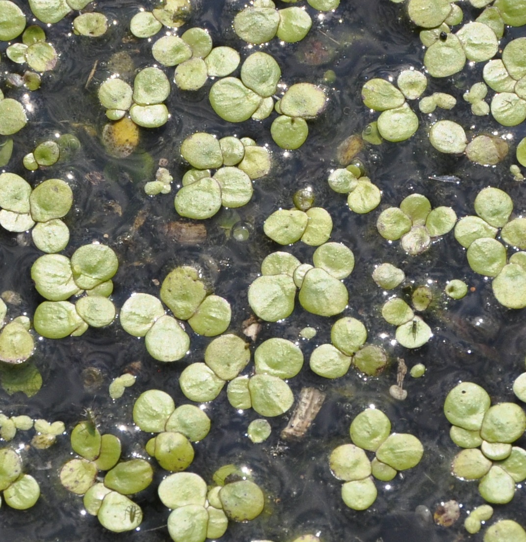 Image of Spirodela polyrhiza specimen.