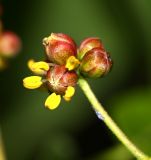 Phellodendron amurense. Цветок и бутоны. Приморский край, окр. г. Находка, опушка дубового леса. 19.06.2016.