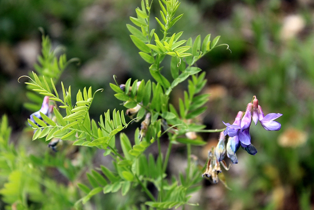 Изображение особи Vicia uralensis.