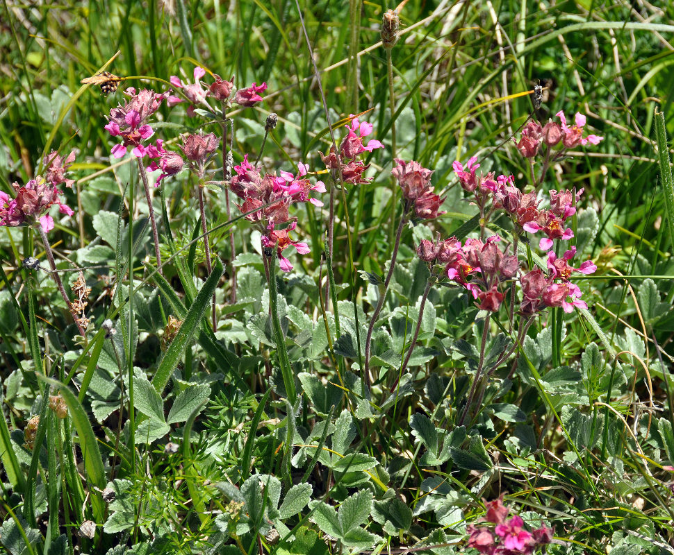 Изображение особи Potentilla divina.