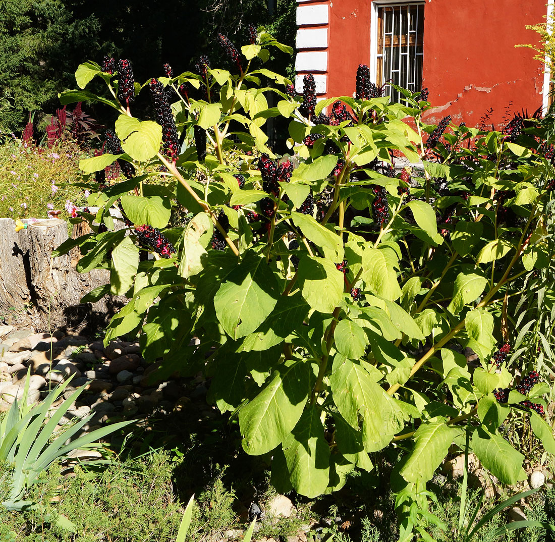 Изображение особи Phytolacca acinosa.