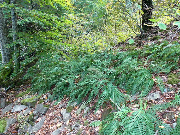 Изображение особи Polypodium vulgare.