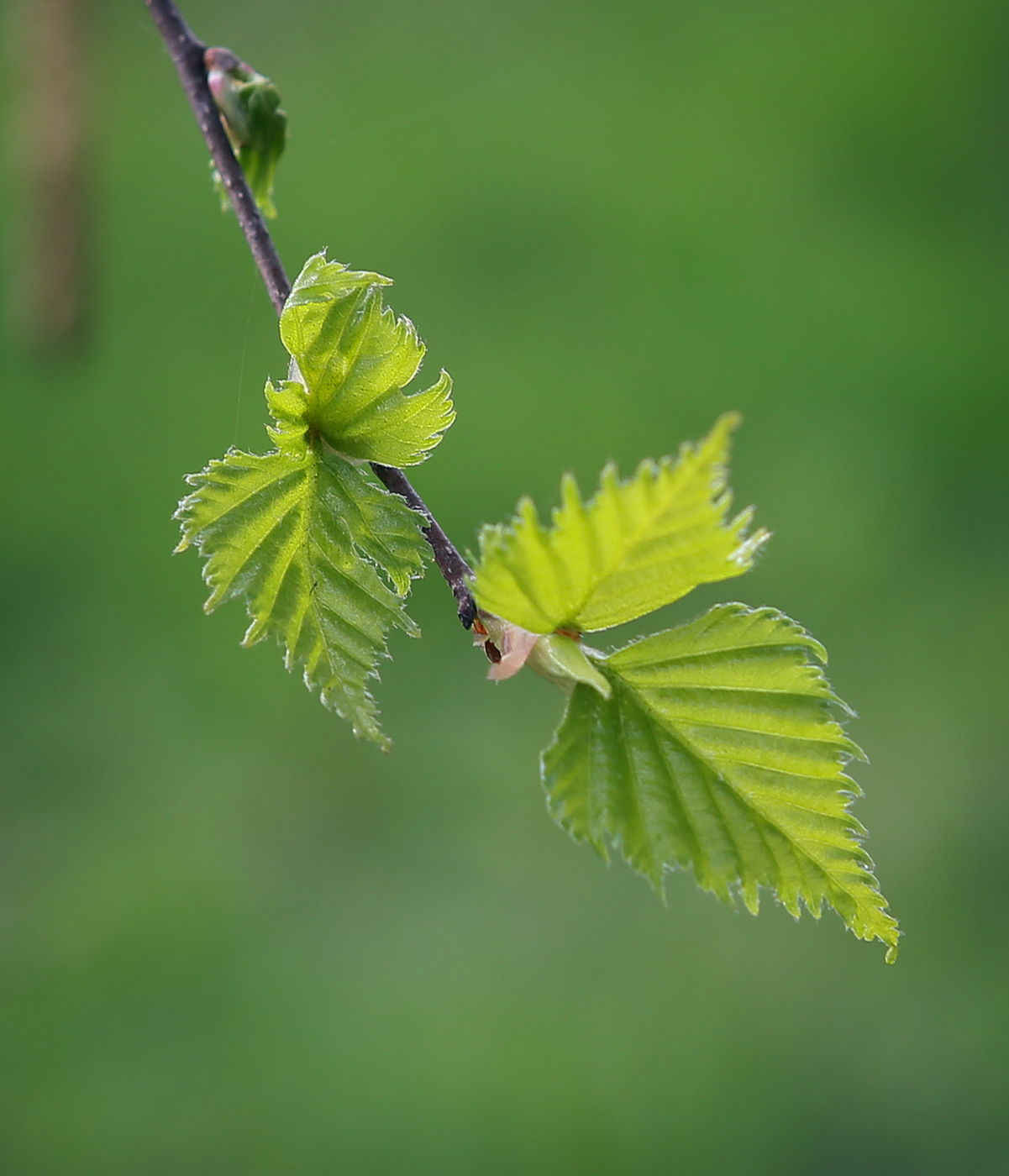 Изображение особи Betula pendula.