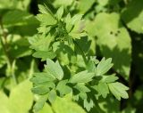 Thalictrum flavum