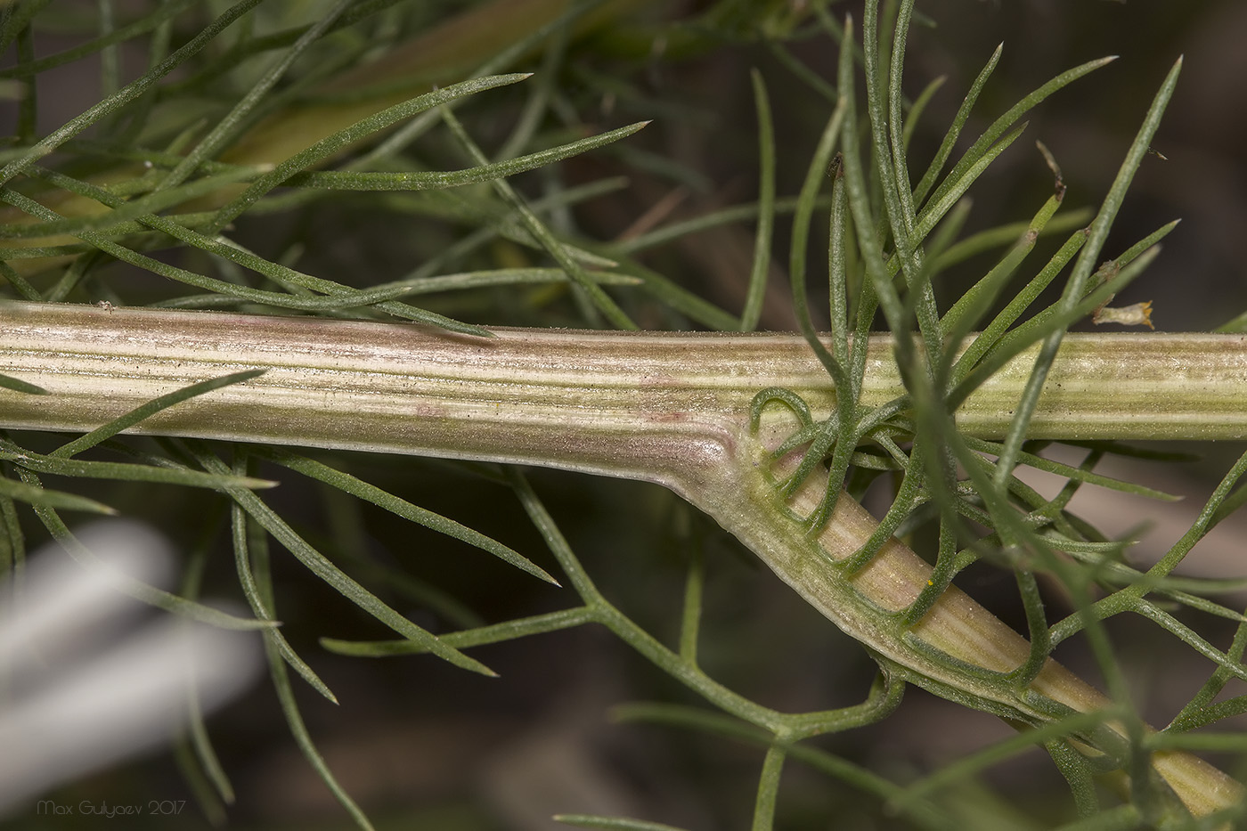 Изображение особи Tripleurospermum inodorum.