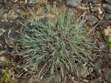 Dianthus repens