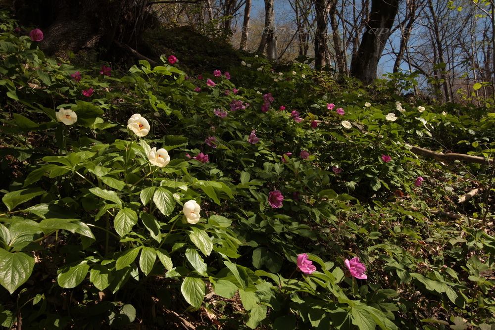 Изображение особи Paeonia wittmanniana.