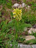 Pedicularis condensata. Цветущее растение. Абхазия, Рицинский реликтовый национальный парк, гора Агура, урочище Каменная Поляна, ≈ 2400 м н.у.м., каменистый участок субальпийского луга. 14.07.2017.