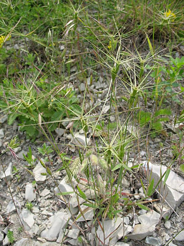 Изображение особи Aegilops ovata.