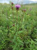 Cirsium vlassovianum