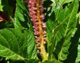 Celosia cristata. Нижняя часть соцветия с завязывающимися плодами. Восточный Казахстан, г. Усть-Каменогорск, Архитектурно-ландшафтный музей-заповедник, в культуре. 11.08.2017.