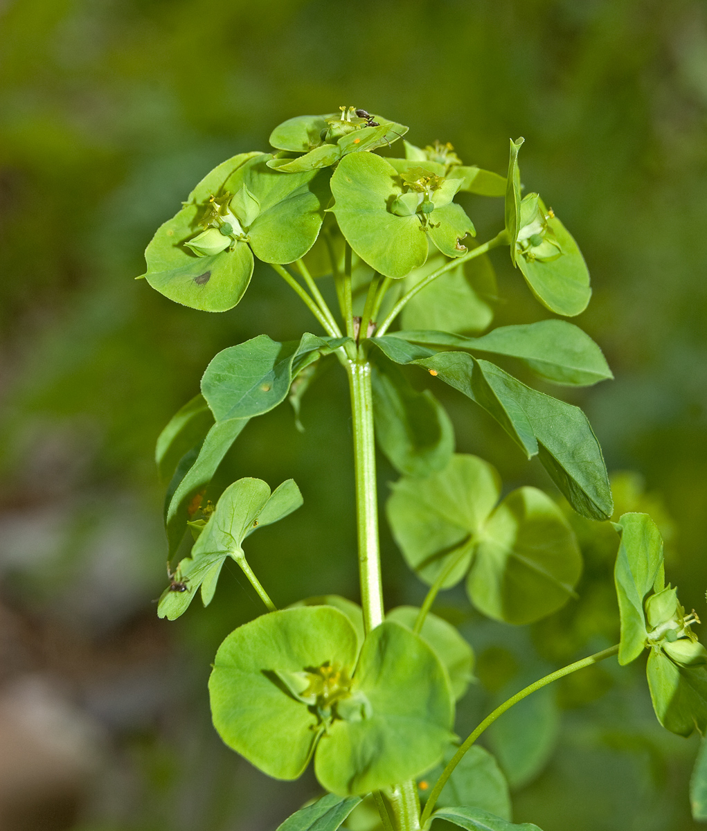 Изображение особи Euphorbia borodinii.