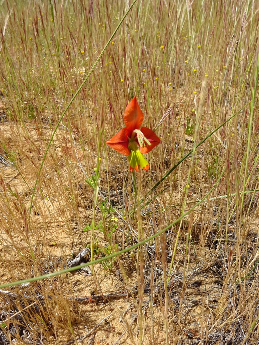 Изображение особи Gladiolus alatus.