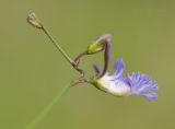 Polygala tenuifolia