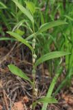 Polygonatum humile