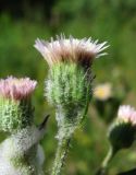 Erigeron acris