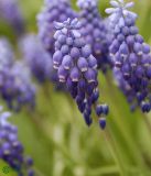 Muscari botryoides