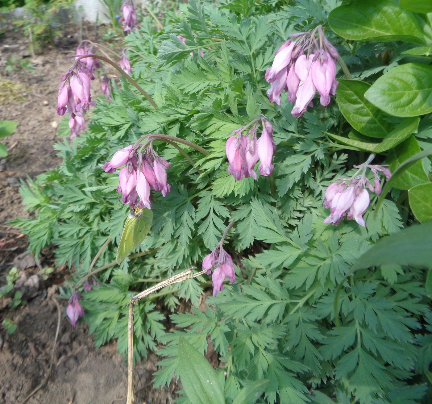 Изображение особи Dicentra formosa.